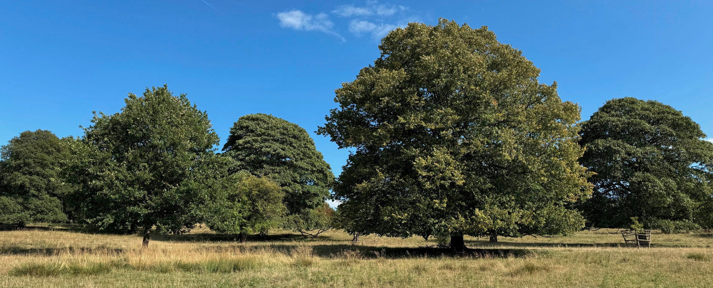 Oak trees in summer